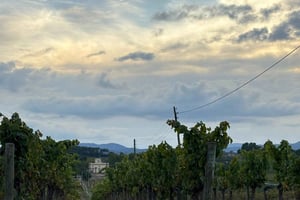 Barcelona: prywatna wycieczka po winnicy z degustacją oliwy z oliwek