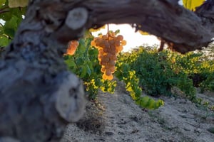 Catalogna: Visite alle cantine uniche e su misura