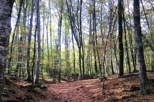 Z Barcelony: Średniowieczne wioski i wulkaniczna wycieczka piesza