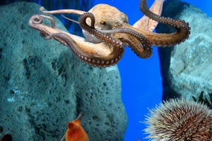From Costa Brava: Barcelona Day Trip with Aquarium Visit