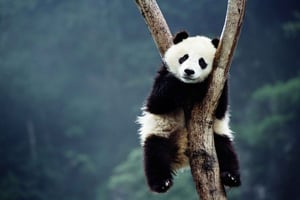 Beijing: Tempel van de Hemel, Pandahuis & Zomerpaleis Tour