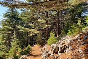 Cedars Shouf & Beiteddine w/pick-up, guide, entries+lunch