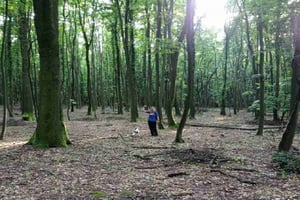 Private Trüffelsuche-Tour ab Belgrad – Mittagessen mit Wein