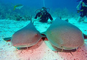 Belize Pro Dive Center