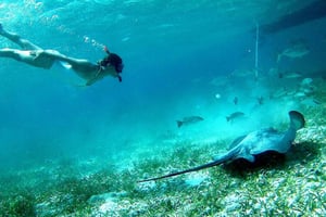 Caye Caulker: snorkel en Hol-Chan y visita a la isla de San Pedro