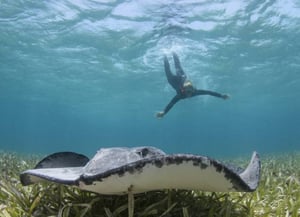Cayo Aguas del Sur Marine Reserve