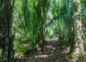 Cockscomb Basin Wildlife Sanctuary