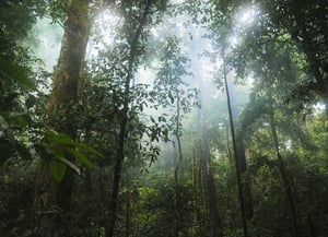 Columbia Forest Reserve