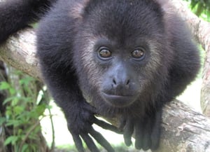 Community Baboon Sanctuary