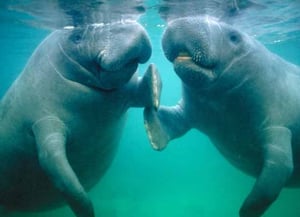 Gales Point Wildlife Sanctuary