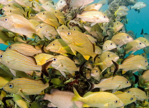 Port Honduras Marine Reserve