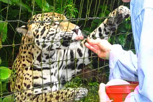 San Pedro: Belize Zoo & Cave River Tubing