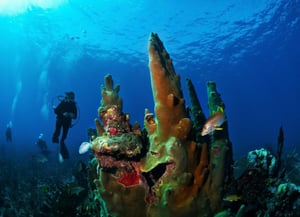 Silk Cayes Marine Reserve
