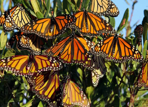 Stones Butterfly Farm