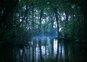 Swasey Bladen Forest Reserve