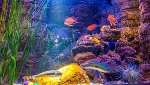 Aquadom & Sea Life Berlin