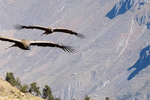 From Arequipa: Colca Canyon Excursion 2D with End in Puno