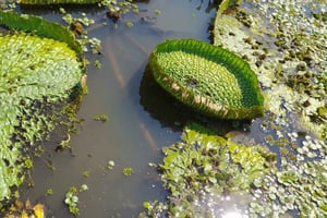 La Paz: Tour 3 días 2 noches_Madidi/Pampas, Full Naturaleza