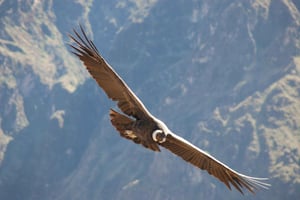 Samaipata: The Condor's Trail & Secret Waterfall Guided Hike