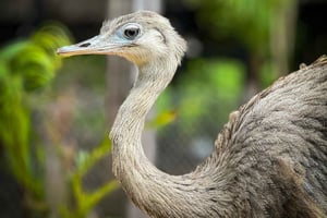 Santa Cruz: Buena Vista Coffee Tour with Biopark Visit