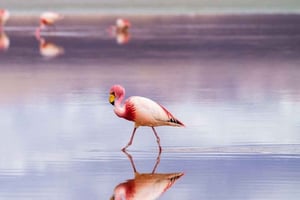 Uyuni: Salar de Uyuni 4x4 Tour with Hot Springs