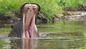 Arcachon Basin Zoo - Zoo de Bassin d'Arcachon