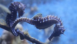 Arcachon Museum and Aquarium