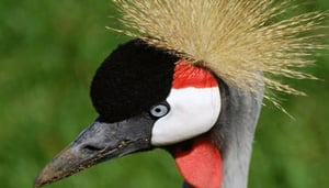 The Bordeaux Zoo - Pessac