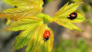 The Ladybug Park or Parc Animalier La Coccinelle