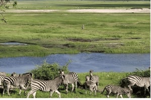 3-dages Chobe Midrange Safari med båd- og safariture