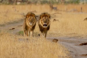 5-Day Explore Zimbabwe, Zambia and Botswana