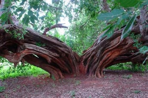 Искусство и ремесла тур