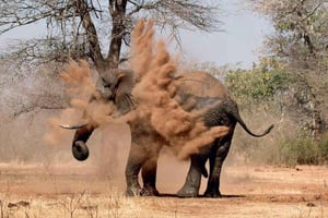 Viagem de um dia inteiro a Chobe com almoço buffet: Cataratas Vitória
