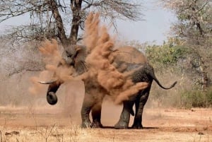 Chobe-Tagestour mit Mittagessen vom Buffet: Victoriafälle