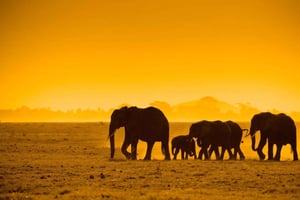 Chobe kokopäiväsafari Livingstonesta