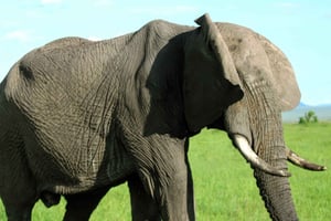 Chobe: Morgendliche Pirschfahrt ab Livingstone & Victoriafälle