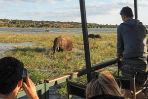 Chobe Nationalpark: 2-dages safari med transport