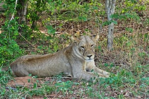 Chobe-Nationalpark: Tagestour ab Livingstone & Victoriafälle