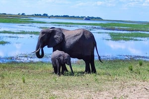Chobe National Park Ganztägiges Erlebnis inkl. Abholung vom Flughafen