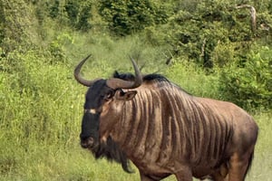 Chobe Overnight Trip, (natkørsel, landsbyvandring, camping)