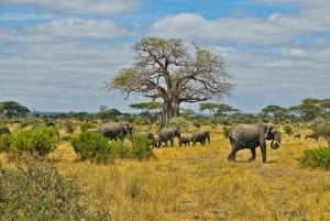 Full Day Moremi Safari Experience from Maun