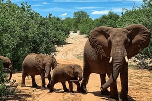 Kasane: 3-Day Chobe Big Five Safari at Two Rivers Hotel