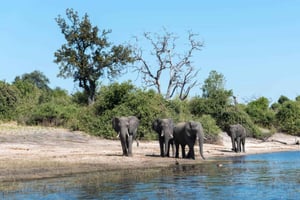 Livingstone: Chobe National Park & Victoria Falls 2-Day Tour