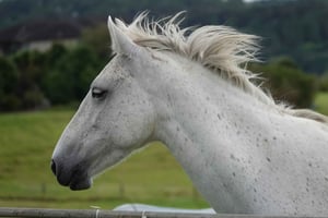 Maun, Botswana: Half Day Guided Horse Back Safari Ride
