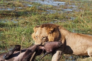 Dagsudflugt til Moremi Vildtreservat