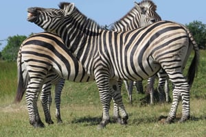 Salzpfannen & Delta: Tour mit Pirschfahrten, Mokoro & Bootstour