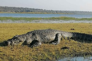 Rejsearrangør, flodkrydstogter og safariture i Chobe
