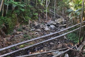 Brisbane Departure : Explore Tamborine Mountain Day Tour