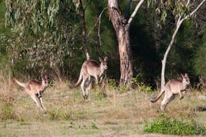 Brisbane: Kangaroos, Birds and Mangroves Coastal Tour