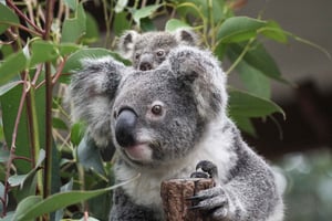 Brisbane: Lone Pine Koala Sanctuary Day Pass